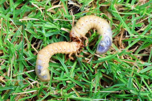 Engerlingen in het gazon herkennen – witte larven in C-vorm met bruine kop in de bodem